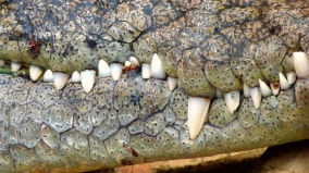 krokodilfog-fogtömés